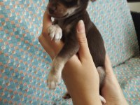 47 Günlük Elma Kafa Chihuahua Yavrular..