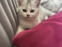 Erkek british shorthair 2 aylık