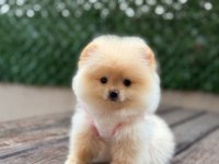 Gülen Yüz Pomeranian Yavrular