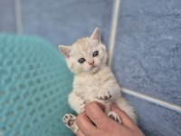 Birinin yavrularım 3 erkek 1dişi