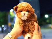 Toy Poodle Yavru (Ücretsiz Değildir)