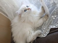 Pamuk prenses british longhair