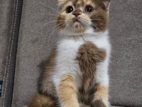 Uygun Koca Kafalı Scottish Fold Yavruları