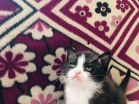 Son 1 Adet Bi Color Kısa Bacak Kedimiz