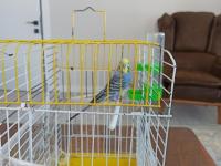 Sevecen Dişi Muhabbet Kuşu