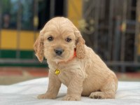 Sevimli Cocker Köpeği Yavruları