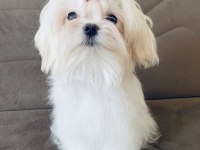 Saf Kore Kanı Maltese