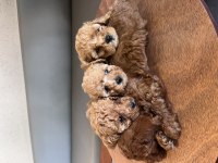 Minik Toy Poodle Yavrularıma Yuva Arıyorum