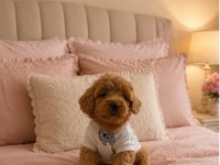 Küçük Şeker Poodle Minikler