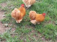 Buff Cüce Cochin Kuluçkalık Yumurta Ve Anaç Bulunur