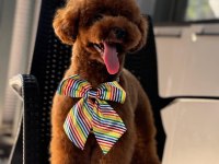 Orjinal Toy Poodle
