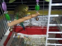 2 Aylık Yeme Düşmüş Yavru Muhabbet Kuşumuz Acil