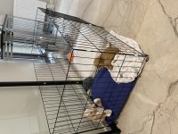 Zeka Küpü Veteriner Kayıtlı Eşyaları İle Birlikte Poodle