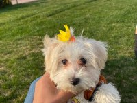 Orjinal maltese terrier yavrular