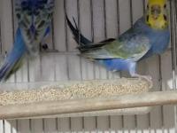 Rainbow violet takım ve blackface takım muhabbet kuşu