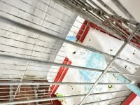 Sahiplendirmek İçin Mavi Sıcakkanlı Muhabbet Kuşu