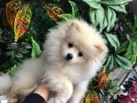 Pomeranian 2.5 aylık erkek yavru