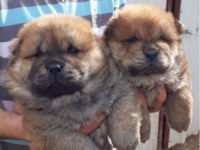 Orjinal siyah dilli çin aslanı