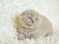 Topaç Kafa Lilac Scottish Fold