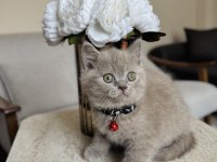 British Shorthair Lilac Yavru