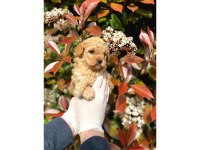 Veteriner onaylı poodle bebekleri