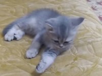 2 Aylık Yavru British Shorthair