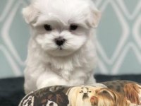 Ev Doğumu Maltese Bebek Köpekler