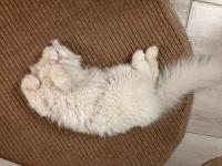 Beyaz Kedimiz Zeka Küpü Oyuncu Uysal Çocuk Dostu Erkek Pamuk