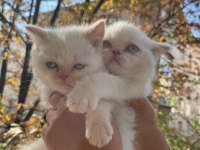 Ankara İçi Ücretsiz Bebek Kediş