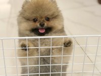 Ayı Surat Pomeranian Boo Yavruları