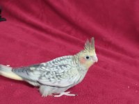 Yavru Sultan Papağanı 30 Günlük