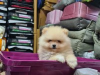 Üst Düzey Pomeranian Boo