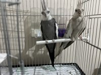 Sultan Papağanı Çocuklar İçin Almıştım