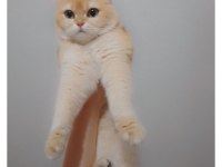 Ny12 Golden Scottish Fold