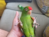 Üst düzey red crowned konur papağanım