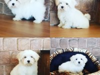 Sevimli terrier yavruları