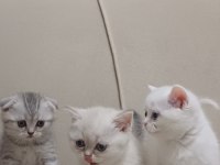 2 aylık british shorthair erkek yavrular sahiplendirilecektir