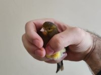 Gümbür Gümbür Öten Fancy Satılık Kanarya