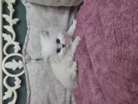 British Longhair Silver Blue Point