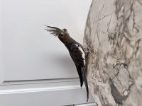 Sultan Papağanlarım