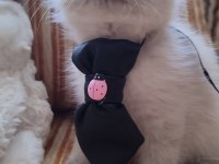 Dişi Blue Point Bebek British Shorthair