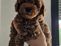 55 Günlük Toy Poodle Yavruları
