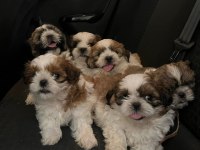 Irk Ve Sağlık Garantili Hypo Mini Shih Tzu Bebekler