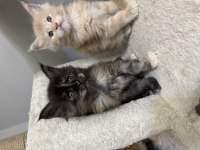 Türkiye'nin Rakipsiz Babasından Maine Coon Yavrular