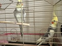 Sultan Papağanı Çiftimiz