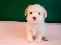 Sıfır numara maltese yavrularımız