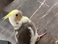 Yavru sultan papağanları