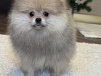Show Class Erkek Pomeranian Boo
