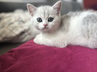 Yavru Erkek British Shorthair