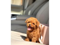 Toy Poodle Irkı Yavrular